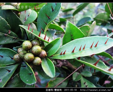 葉面有刺的植物|雙面刺 